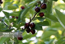 d8a2d8bad8a7d8b2 d8a8d8b1d8afd8a7d8b4d8aa daafdb8cd984d8a7d8b3 d8a7d8b2 d8a8d8a7d8bad987d8a7db8c d8a7d8b3d8aad8a7d986 d8a7d8b1 65a503dbc8dd4