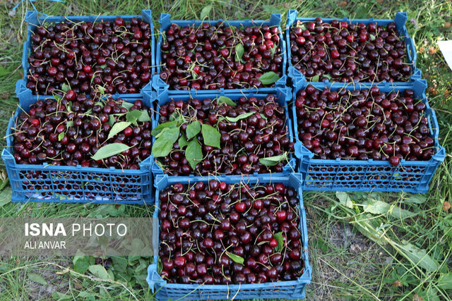 آغاز برداشت گیلاس از باغهای استان اردبیل 2 آغاز برداشت گیلاس از باغهای استان اردبیل