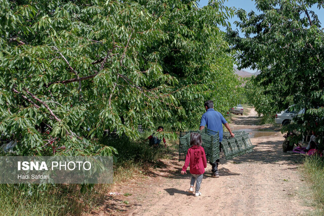 این روزها نبض عیسی‌آباد در باغ‌های گیلاس می زند ولی بی صدا!