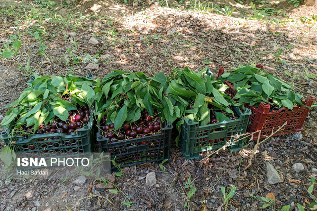 این روزها نبض عیسی‌آباد در باغ‌های گیلاس می زند ولی بی صدا!