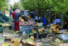 d8a8d8aed8b4 daa9d8b4d8a7d988d8b1d8b2db8c d985d988d8acd8a8 d8acd8b0d8a8 d986db8cd8b1d988d987d8a7db8c daa9d8a7d8b1 d8acd8afdb8cd8af d985 65a6a5b45d9cd