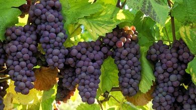 برگزاری رویداد گردشگری «انگور» در روستای «پرفسور بالتازار» 3 d8a8d8b1daafd8b2d8a7d8b1db8c d8b1d988db8cd8afd8a7d8af daafd8b1d8afd8b4daafd8b1db8c d8a7d986daafd988d8b1 d8afd8b1 d8b1d988d8b3 65a4c606e4aab