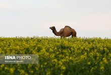 d8a8d987 d8acd8b2 daafdb8cd984d8a7d986 d988 d985d8a7d8b2d986d8afd8b1d8a7d986 daa9d8acd8a7 d8b3d981d8b1 daa9d986db8cd985d89f 65a80d985415c