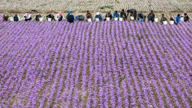 بهار در سرزمین طلای سرخ ایران 15 d8a8d987d8a7d8b1 d8afd8b1 d8b3d8b1d8b2d985db8cd986 d8b7d984d8a7db8c d8b3d8b1d8ae d8a7db8cd8b1d8a7d986 65a63a68a63d5