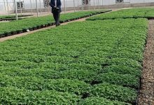 d8aad988d8b3d8b9d987 daafd8b1d8afd8b4daafd8b1db8c daa9d8b4d8a7d988d8b1d8b2db8c d8afd8b1 d984d8b1d8b3d8aad8a7d986 d986db8cd8a7d8b2d985 65a64da7a7056