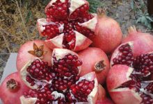 d8acd8b4d986d988d8a7d8b1d987 d8a7d986d8a7d8b1d89b d981d8b1d8b5d8aadb8c d8a8d8b1d8a7db8c d985d8b9d8b1d981db8c d8acd8a7d8b0d8a8d987 65a4a3833695d