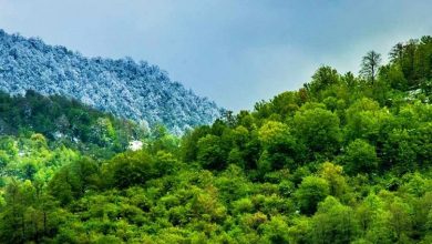 جنگلی در خراسان شمالی بازمانده از عصر دایناسورها 3 d8acd986daafd984db8c d8afd8b1 d8aed8b1d8a7d8b3d8a7d986 d8b4d985d8a7d984db8c d8a8d8a7d8b2d985d8a7d986d8afd987 d8a7d8b2 d8b9d8b5d8b1 d8af 65a4a14b4717b