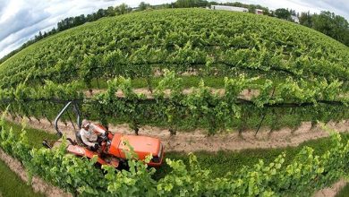 راهاندازی اولین مزرعه گردشگری کشاورزی در اندیمشک 5 d8b1d8a7d987d8a7d986d8afd8a7d8b2db8c d8a7d988d984db8cd986 d985d8b2d8b1d8b9d987 daafd8b1d8afd8b4daafd8b1db8c daa9d8b4d8a7d988d8b1 65a6605b2ff7c