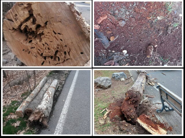 روایتی جدید از درختان قطعشده سعدآباد + فیلم 2 روایتی جدید از درختان قطعشده سعدآباد + فیلم