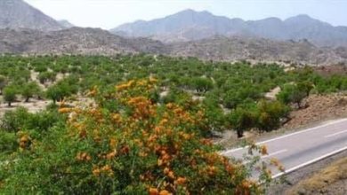 روایتی دلنشین از زیباییهای محور گردشگری جیرفت-دره مدیترانهای - درب بهشت 10 d8b1d988d8a7db8cd8aadb8c d8afd984d986d8b4db8cd986 d8a7d8b2 d8b2db8cd8a8d8a7db8cdb8cd987d8a7db8c d985d8add988d8b1 daafd8b1d8afd8b4 65a649d35afb5