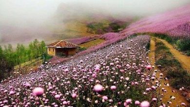 زیست بوم گردشگری گیلان تجاری - درمانی است/ لزوم فعالیت استارت آپ های گردشگری 3 d8b2db8cd8b3d8aa d8a8d988d985 daafd8b1d8afd8b4daafd8b1db8c daafdb8cd984d8a7d986 d8aad8acd8a7d8b1db8c d8afd8b1d985d8a7d986 65a6765477ca7