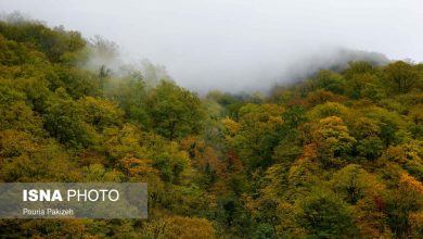 سفر به قلب جنگلهای هیرکانی 6 d8b3d981d8b1 d8a8d987 d982d984d8a8 d8acd986daafd984d987d8a7db8c d987db8cd8b1daa9d8a7d986db8c 65a516e15bc7f