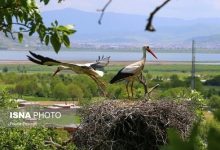 d8b4d987d8b1db8c d8a7d985d986 d8a8d8b1d8a7db8c d984daa9d984daa9d987d8a7 65a547c0c2ba4