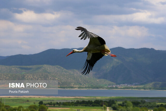 شهری امن برای لک‌لک‌ها