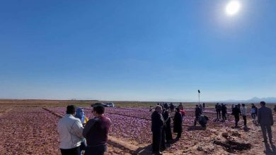 صدور نخستین پروانه بهره برداری گردشگری کشاورزی با محوریت زعفران در زاوه 7 d8b5d8afd988d8b1 d986d8aed8b3d8aadb8cd986 d9bed8b1d988d8a7d986d987 d8a8d987d8b1d987 d8a8d8b1d8afd8a7d8b1db8c daafd8b1d8afd8b4daafd8b1 65a65f098b400