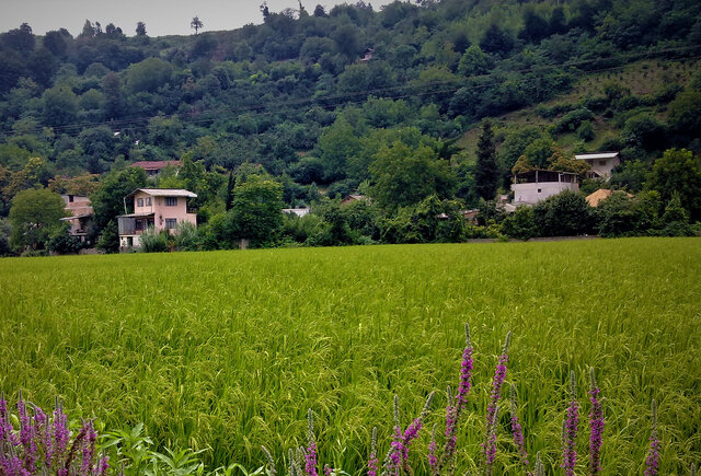 "طوقدار" روستایی با ظرفیت گردشگری و کشاورزی در ساحل خزر 2 "طوقدار" روستایی با ظرفیت گردشگری و کشاورزی در ساحل خزر