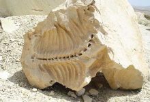 d981d8b3db8cd984d987d8a7db8c dbb2dbb0 d985db8cd984db8cd988d986 d8b3d8a7d984d987 d8b4db8cd8b1db8cd986d8b3d988 d8acd8a7d8b0 65a689e876ebe