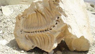 d981d8b3db8cd984d987d8a7db8c dbb2dbb0 d985db8cd984db8cd988d986 d8b3d8a7d984d987 d8b4db8cd8b1db8cd986d8b3d988 d8acd8a7d8b0 65a689e876ebe