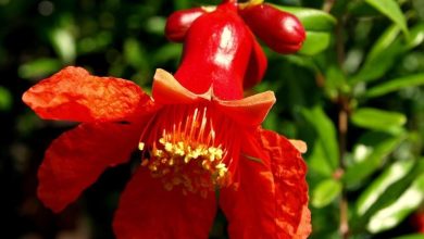 محلات میزبان اولین جشنواره گل انار و طبخ آبزیان 13 d985d8add984d8a7d8aa d985db8cd8b2d8a8d8a7d986 d8a7d988d984db8cd986 d8acd8b4d986d988d8a7d8b1d987 daafd984 d8a7d986d8a7d8b1 d988 d8b7d8a8 65a516ad9de85