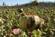 d985db8cd8a7d986d985d8a7d8b1d88c d8a8d8b2d8b1daafd8aad8b1db8cd986 d8aad988d984db8cd8afdaa9d986d986d8afd987 d8aad8b1db8cd8a7daa9 65a4a2f0a8b52