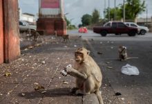 d985db8cd985d988d986d987d8a7db8cdb8c daa9d987 d8afd8b1 d986d8a8d988d8af daafd8b1d8afd8b4daafd8b1d8a7d986 d8afd8b2d8af d8b4d8af 65a6a7b4be199