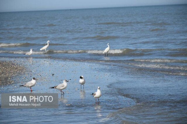 نوار مرزی آستارا؛ جاذبه ممتاز گردشگری/ گردشگری دریایی ظرفیت مغفول مانده 6 نوار مرزی آستارا؛ جاذبه ممتاز گردشگری/ گردشگری دریایی ظرفیت مغفول مانده