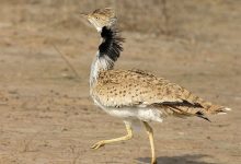 d988d982d8aadb8c d987d988d8a8d8b1d987 d8afd8b1 d985db8cd8a7d986 d8b9d8b1d8a8d987d8a7 d8a8db8cd8b4 d8a7d8b2 d8a7db8cd8b1 65a6430a6282e