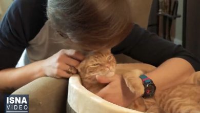 ویدیو/ افزایش ریسک ابتلا به اسکیزوفرنی با نگهداری گربه 2 d988db8cd8afdb8cd988 d8a7d981d8b2d8a7db8cd8b4 d8b1db8cd8b3daa9 d8a7d8a8d8aad984d8a7 d8a8d987 d8a7d8b3daa9db8cd8b2d988d981d8b1d986db8c 65a499e89a079
