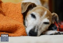 d988db8cd8afdb8cd988 d8b1d8a7d8a8d8b7d987 d8addb8cd988d8a7d986d8a7d8aa d8aed8a7d986daafdb8c d988 dbb7dbb0 d8b9d8a7d985d984 d8a8db8cd985 65a50259868d8