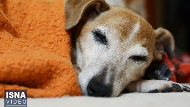 ویدیو/ رابطه حیوانات خانگی و ۷۰ عامل بیماریزای مشترک با انسانها 1 d988db8cd8afdb8cd988 d8b1d8a7d8a8d8b7d987 d8addb8cd988d8a7d986d8a7d8aa d8aed8a7d986daafdb8c d988 dbb7dbb0 d8b9d8a7d985d984 d8a8db8cd985 65a50259868d8