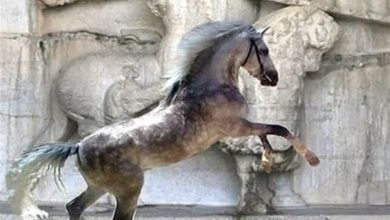 پرونده ثبت جهانی اسب کُرد بهصورت "بینالمللی" تکمیل میشود 17 d9bed8b1d988d986d8afd987 d8abd8a8d8aa d8acd987d8a7d986db8c d8a7d8b3d8a8 daa9d98fd8b1d8af d8a8d987d8b5d988d8b1d8aa d8a8db8c 65a666fad95ae