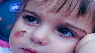 پشههای خاکی "فلبوتوموس پاپاتاسی" در اصفهان ناقل بیماری سالک 4 d9bed8b4d987d987d8a7db8c d8aed8a7daa9db8c d981d984d8a8d988d8aad988d985d988d8b3 d9bed8a7d9bed8a7d8aad8a7d8b3db8c 65a57cab78d0b