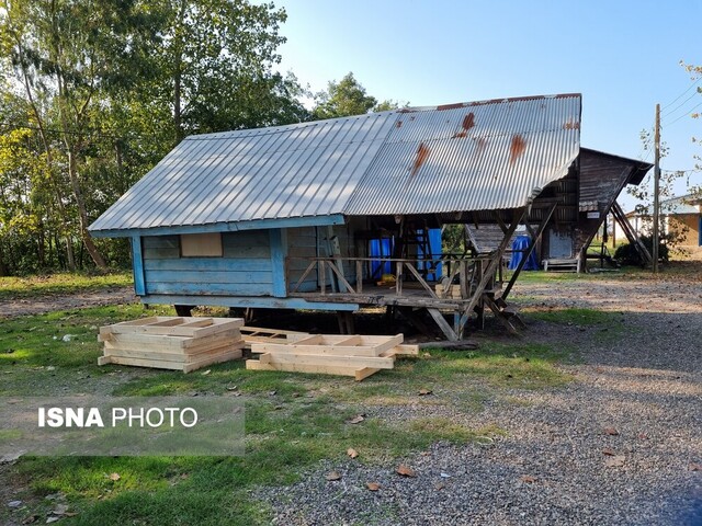 پیاده‌روی روی تالاب بوجاق با درختانی که از عصر یخبندان جان سالم به در برده‌اند
