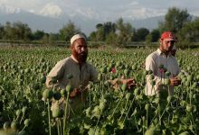 daa9d8b4d8aa d8aed8b4d8aed8a7d8b4 d8afd8b1 d8a7d981d8bad8a7d986d8b3d8aad8a7d986 dbb9dbb5 d8afd8b1d8b5d8af daa9d8a7d987d8b4 db8cd8a7d981 65a4cd20277e1