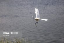 daa9d984db8cd987 d8aad8a7d984d8a7d8a8d987d8a7db8c d8a2d8b0d8b1d8a8d8a7db8cd8acd8a7d986d8bad8b1d8a8db8c d8afd8b1 d8a7d8b3 65a4b599e8908