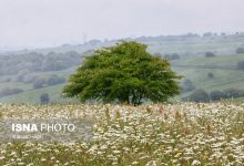 daafd8b2d8a7d8b1d8b4 d8aad8b5d988db8cd8b1db8c d8acd986daafd984 d981d986d8afd982d984d988d89b d8b3d8b1d8b2d985db8c 65a50814dfcef