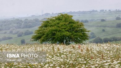 /گزارش تصویری/ جنگل فندقلو؛ سرزمین گلهای بابونه 14 daafd8b2d8a7d8b1d8b4 d8aad8b5d988db8cd8b1db8c d8acd986daafd984 d981d986d8afd982d984d988d89b d8b3d8b1d8b2d985db8c 65a50814dfcef