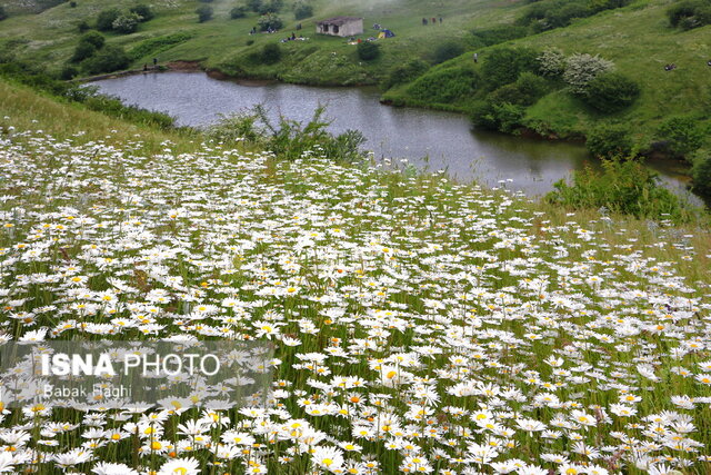 /گزارش تصویری/ جنگل فندقلو؛ سرزمین گلهای بابونه 2 جنگل فندقلو؛ سرزمین گلهای بابونه
