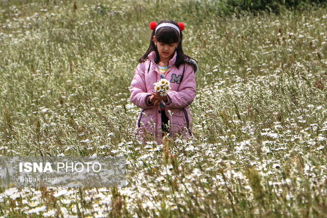 /گزارش تصویری/ جنگل فندقلو؛ سرزمین گلهای بابونه 3 جنگل فندقلو؛ سرزمین گلهای بابونه