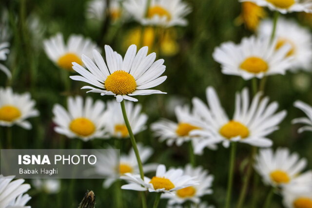 /گزارش تصویری/ جنگل فندقلو؛ سرزمین گلهای بابونه 5 جنگل فندقلو؛ سرزمین گلهای بابونه