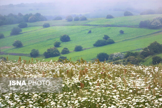 /گزارش تصویری/ جنگل فندقلو؛ سرزمین گلهای بابونه 6 جنگل فندقلو؛ سرزمین گلهای بابونه