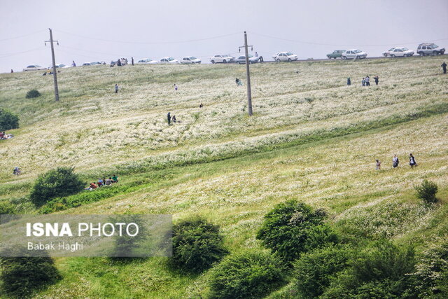/گزارش تصویری/ جنگل فندقلو؛ سرزمین گلهای بابونه 7 جنگل فندقلو؛ سرزمین گلهای بابونه