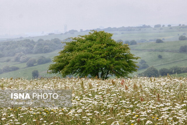 /گزارش تصویری/ جنگل فندقلو؛ سرزمین گلهای بابونه 10 جنگل فندقلو؛ سرزمین گلهای بابونه