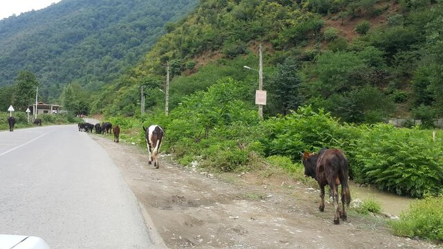 بر فراز ابرها در ییلاق سوئه چاله و خرید از روستای ملی چوب تراشان 3 بر فراز ابرها در ییلاق سوئه چاله و خرید از روستای ملی چوب تراشان