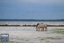 d988db8cd8afdb8cd988 daafdb8cd984d8a7d986d89b d985d987d8af d8b2db8cd8a8d8a7db8cdb8cd987d8a7db8c d8b7d8a8db8cd8b9db8c d8a7db8c 6606101e4b61e