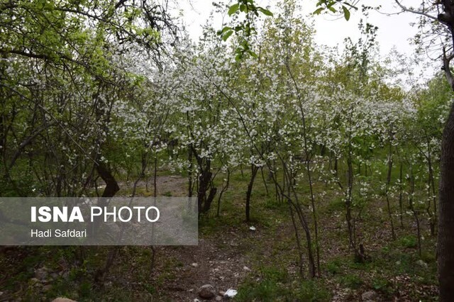 ریه‌های محلات نفس تازه می‌کنند؟