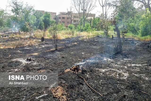 ریه‌های محلات نفس تازه می‌کنند؟