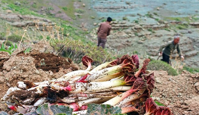 فروش ۳ میلیارد ریالی صنایعدستی و سوغات در بازارچه جانبی جشنواره ریواس کوهسرخ 4 فروش ۳ میلیارد ریالی صنایعدستی و سوغات در بازارچه جانبی جشنواره ریواس کوهسرخ