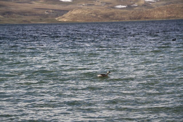 تالاب بینالمللی چغاخور 7 تالاب بینالمللی چغاخور
