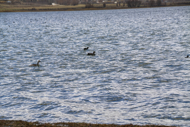 تالاب بینالمللی چغاخور 11 تالاب بینالمللی چغاخور